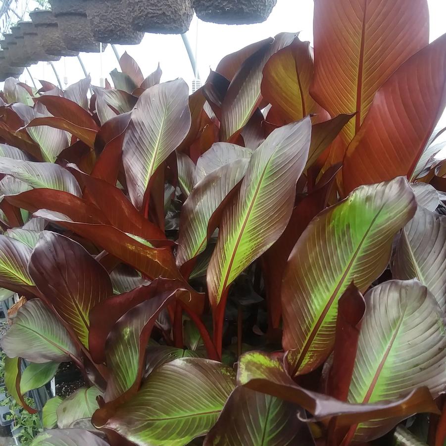 Ensete maurelii - Red Abyssinian Banana from Rush Creek Growers