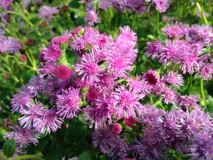 Ageratum