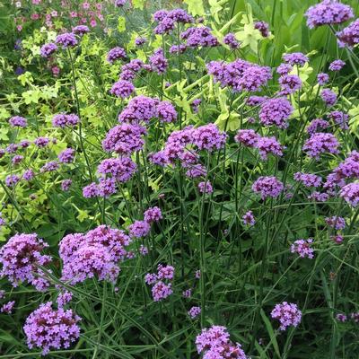 Verbena b. with Nicotiana 'Lime' 