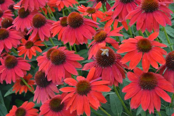 Echinacea x hybrida
