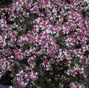 Aster lateriflorus