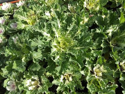 Flowering Kale 'Coral Prince' - from Rush Creek Growers