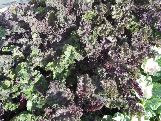 Kale 'Scarlet Curled' - from Rush Creek Growers