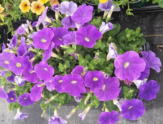 Petunia 'Classic Blue Ray™' - from Rush Creek Growers