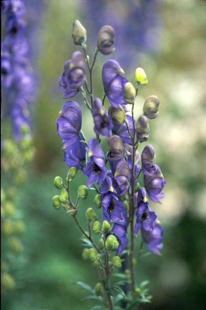Aconitum napellus