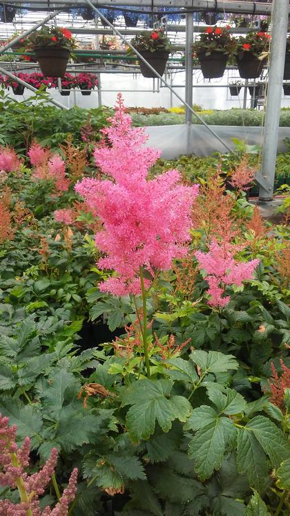 Astilbe x