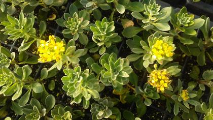 Alyssum
