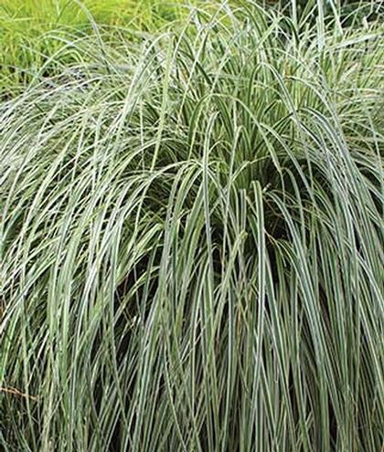 Carex x