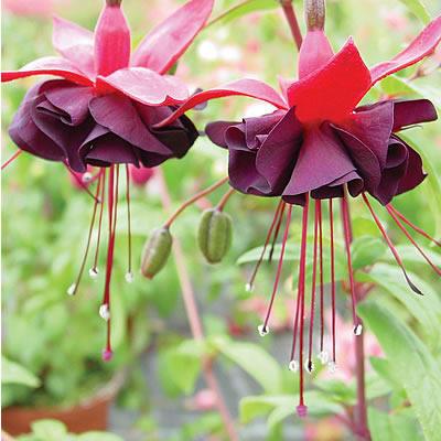 Fuchsia