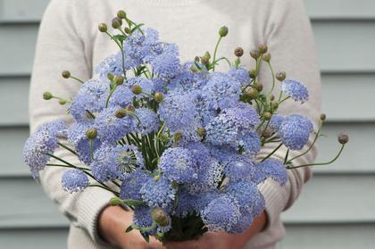 Didiscus caerulea
