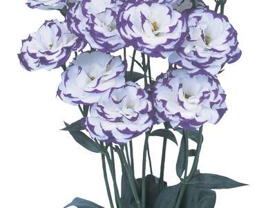 Lisianthus