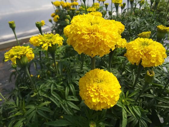 Marigold 'Falcon Yellow' - from Rush Creek Growers