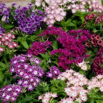 Phlox drummondii
