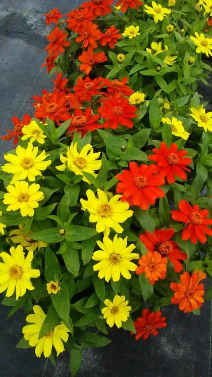 Zinnia marylandica