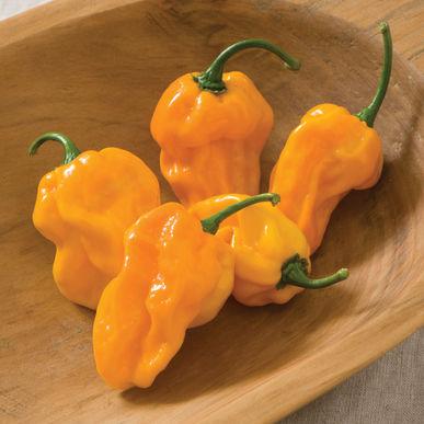 Pepper