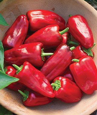 Pepper