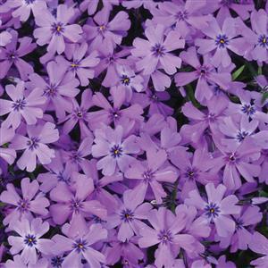 Phlox subulata