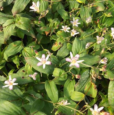 Tricyrtis Tojen