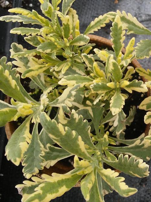 Lavender allardi