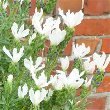 Lavender storchas