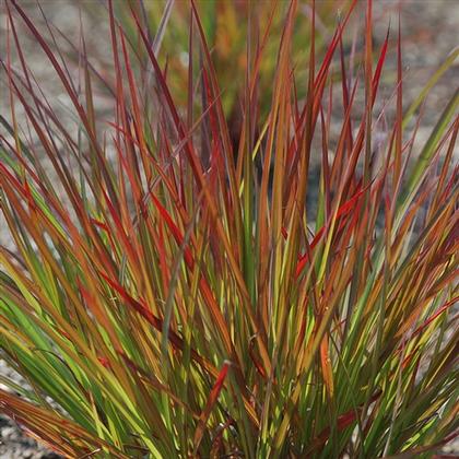 Andropogon