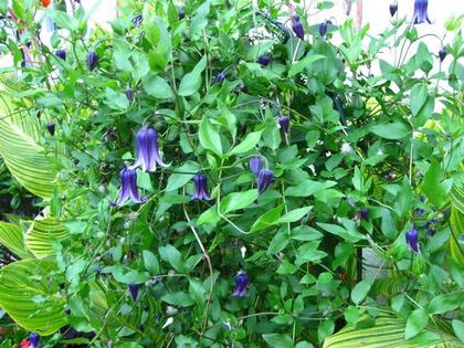 Clematis
