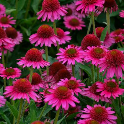 Echinacea