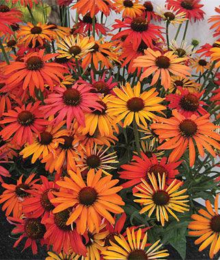 Echinacea