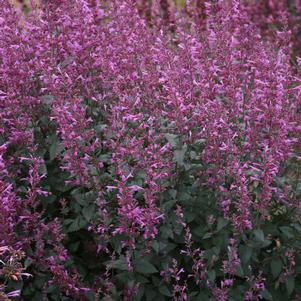 Agastache Meant to Bee™ Royal Raspberry