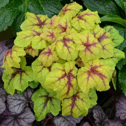 Heucherella