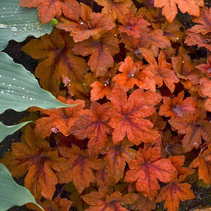 Heucherella