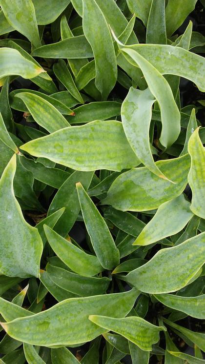 Hosta