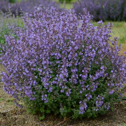 Nepeta faassenii
