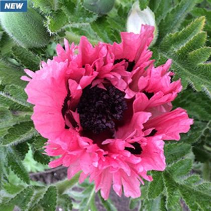 Papaver orientale