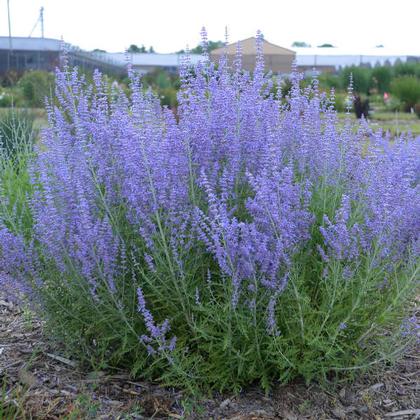 Perovskia atriplicifolia