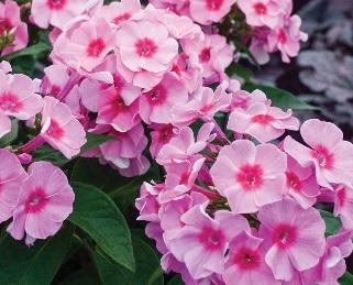 Phlox paniculata