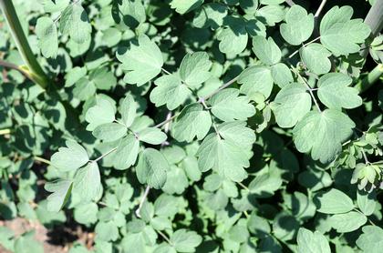 Thalictrum