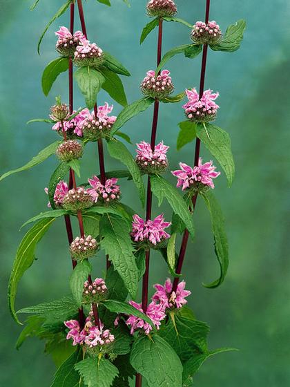 Phlomis tuberosa