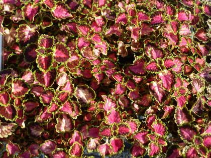 Coleus