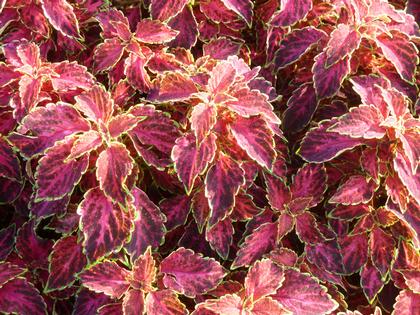 Coleus