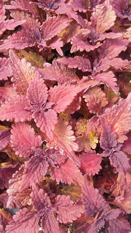 Coleus