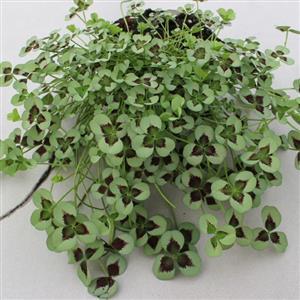 Trifolium