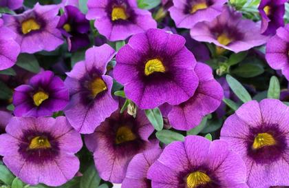 Calibrachoa