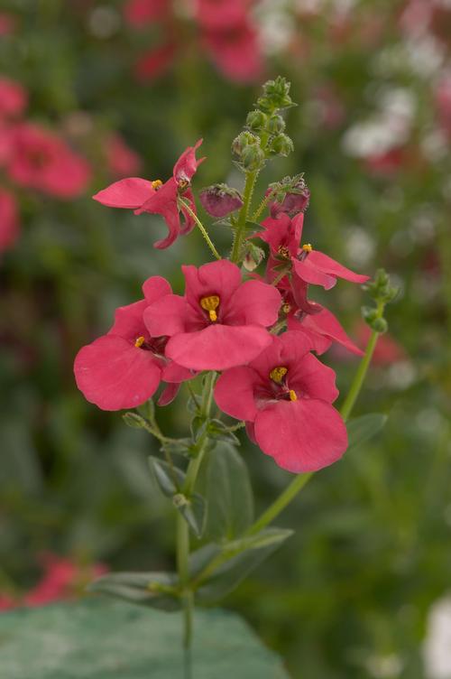 Diascia
