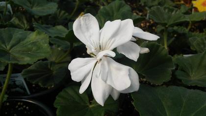 Geranium