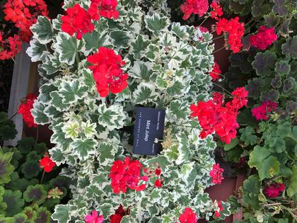 Geranium