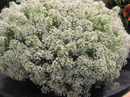 Lobularia