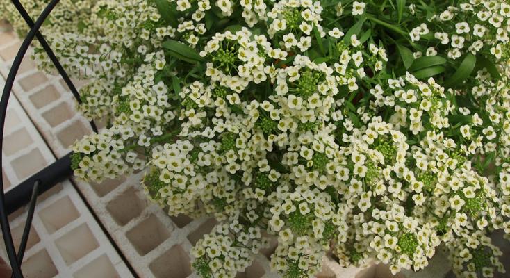 Lobularia