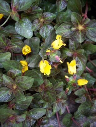 Lysimachia