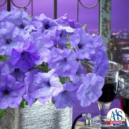 Petunia